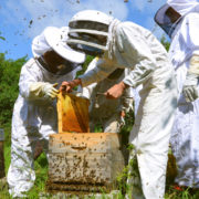 Formez vous en apiculture, de l&rsquo;initiation au perfectionnement