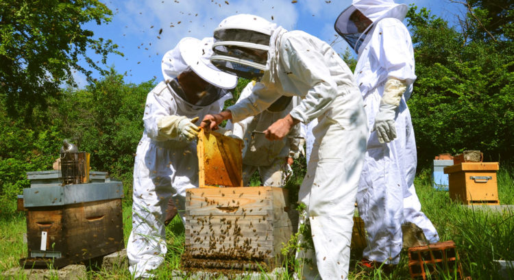 Formez vous en apiculture, de l&rsquo;initiation au perfectionnement