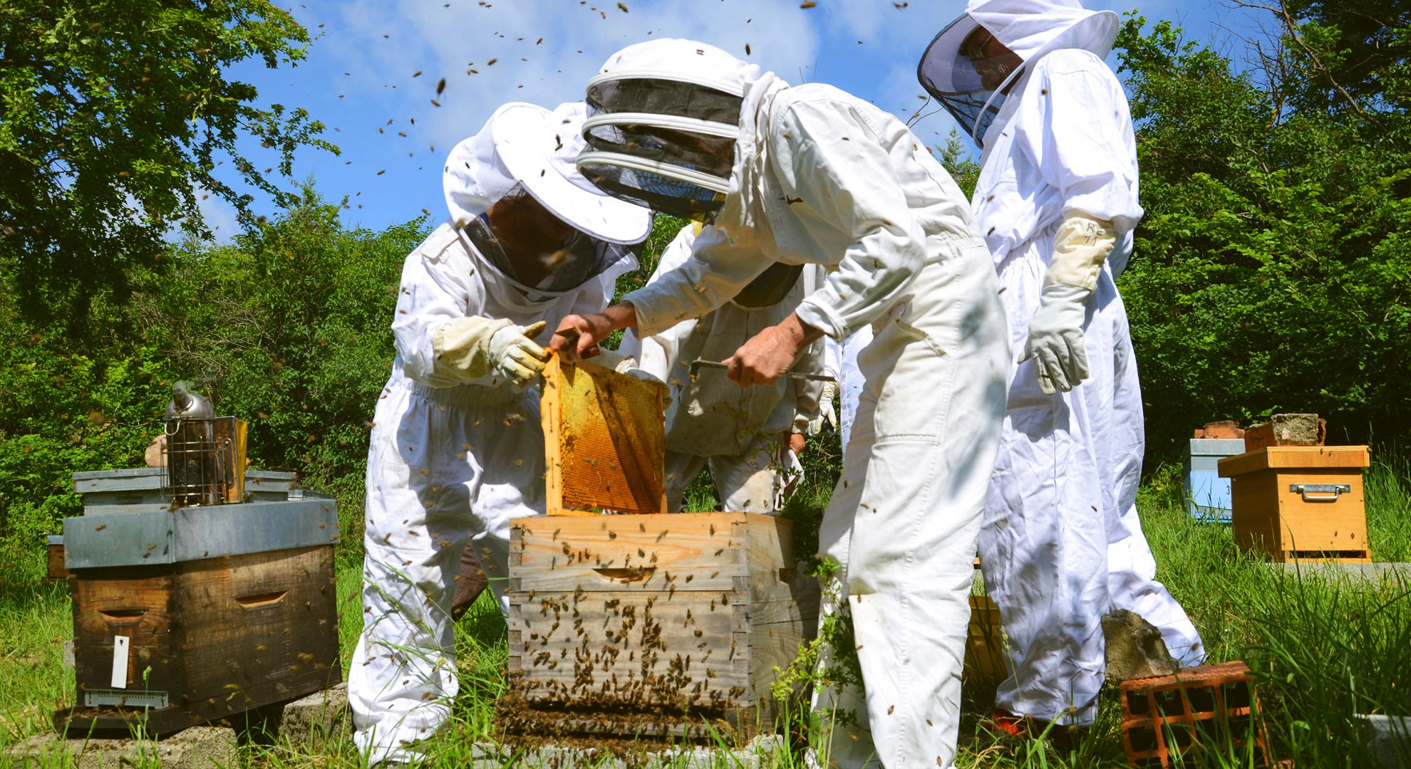 Formez vous en apiculture, de l&rsquo;initiation au perfectionnement